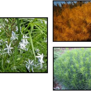 NARROW LEAF BLUESTAR