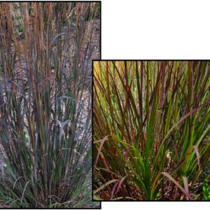 BLACKHAWKS BIG BLUESTEM