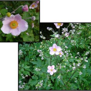 ROBUSTISSIMA WINDFLOWER