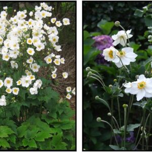 HONORINE JOBERT WINDFLOWER