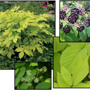 SUN KING ARALIA
