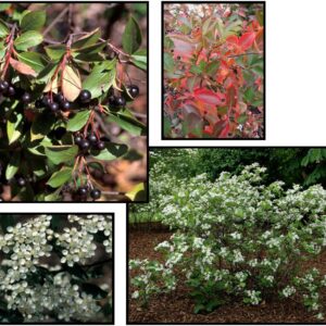 IROQUOIS BEAUTY BLACK CHOKEBERRY