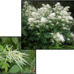 GOATS BEARD
