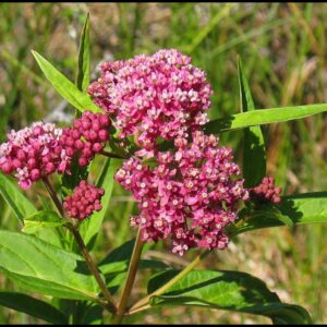 SWAMP MILKWEED