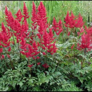 FANAL ASTILBE
