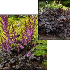 DARK SIDE OF THE MOON ASTILBE