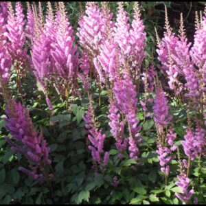 PUMILA ASTILBE