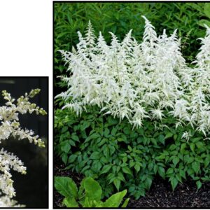 DEUTSCHLAND ASTILBE
