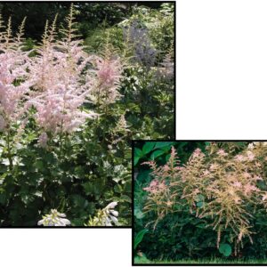 SPRITE ASTILBE