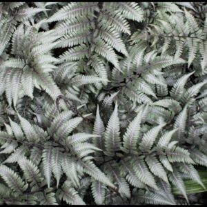 GODZILLA JAPANESE PAINTED FERN