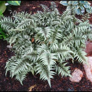 JAPANESE PAINTED FERN