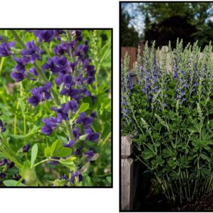 MIDNIGHT PRAIRIEBLUES™ FALSE INDIGO