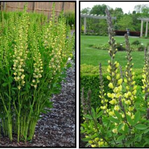 SOLAR FLARE FALSE INDIGO