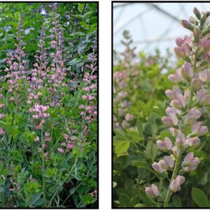 PINK TRUFFLES FALSE INDIGO