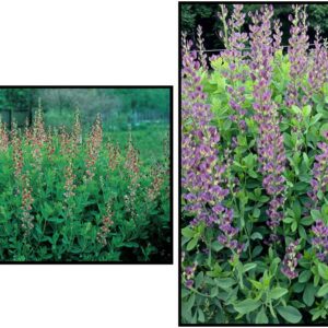 TWILITE PRAIRIEBLUES FALSE INDIGO