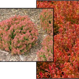 GOLDEN RUBY BARBERRY