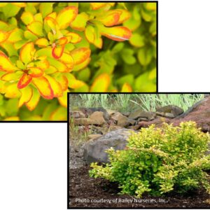 LIMONCELLO™ BARBERRY