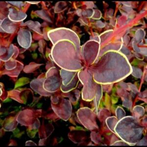 TOSCANA™ BARBERRY