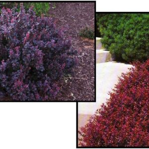 CRIMSON PYGMY BARBERRY
