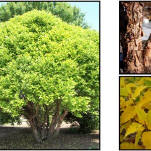 FOX VALLEY® RIVER BIRCH