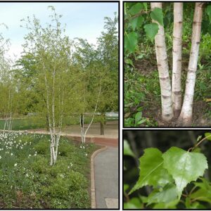 WHITESPIRE BIRCH