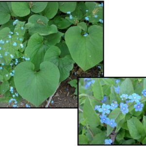 HEARTLEAF BRUNNERA