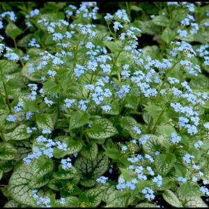 JACK FROST BRUNNERA