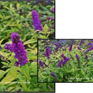CROWN JEWELS BUTTERFLY BUSH