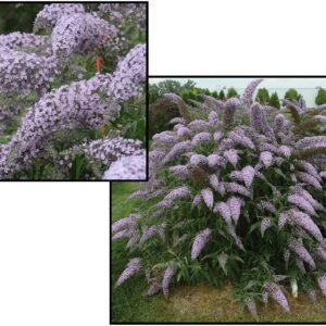 GRAND CASCADE BUTTERFLY BUSH