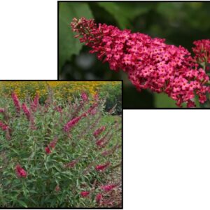 PRINCE CHARMING BUTTERFLY BUSH