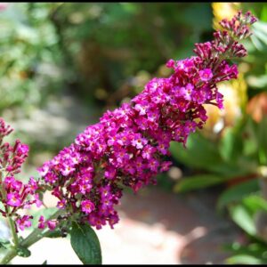 CRANRAZZ BUTTERFLY BUSH