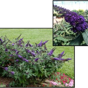 PUGSTER BLUE BUTTERFLY BUSH