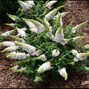 PUGSTER WHITE BUTTERFLY BUSH