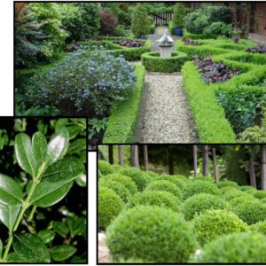 NORTHERN CHARM™ BOXWOOD