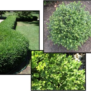 CHICAGOLAND GREEN® BOXWOOD