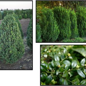 GREEN MOUNTAIN BOXWOOD