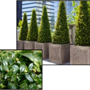 GREEN MOUNTAIN BOXWOOD CONE