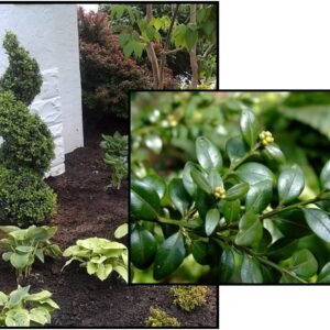 GREEN MOUNTAIN BOXWOOD SPIRAL