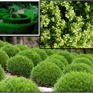 GREEN VELVET BOXWOOD
