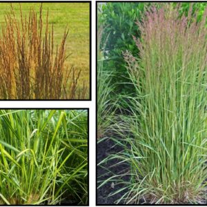 ELDORADO FEATHER REED GRASS