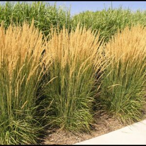 KARL FOERSTER FEATHER REED GRASS