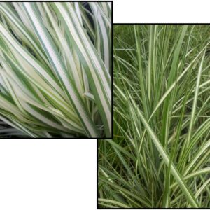 LIGHTNING STRIKE FEATHER REED GRASS