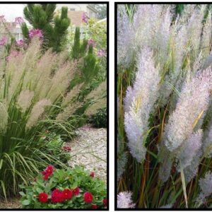 KOREAN FEATHER REED GRASS