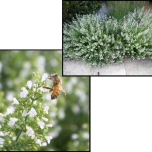 MONTROSE WHITE CALAMINTHA