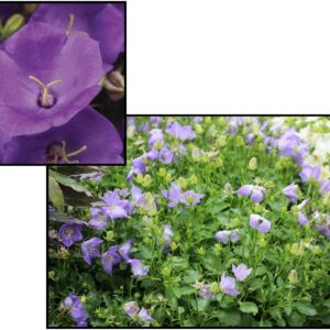 RAPIDO BLUE BELLFLOWER