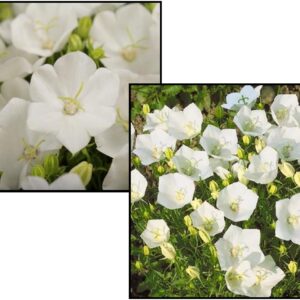 RAPIDO WHITE BELLFLOWER