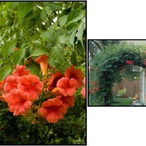 BALBOA SUNSET® TRUMPET CREEPER