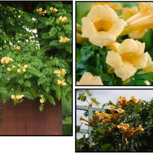 FLAVA YELLOW TRUMPET CREEPER