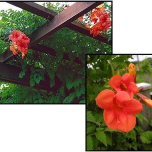 MADAME GALEN TRUMPET CREEPER