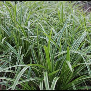 ICE DANCE VARIEGATED JAPANESE SEDGE